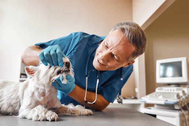 Best Mobile Emergency Dentist in Mcleansboro, IL